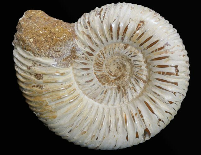 Perisphinctes Ammonite Fossil - Jurassic #34079